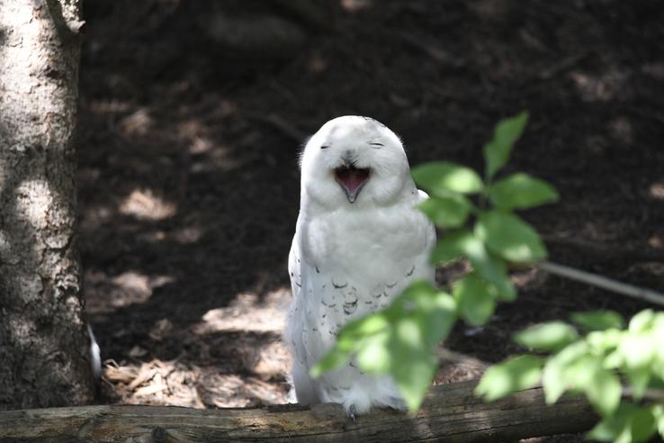 Laughing Owl